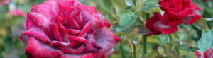 mildew on roses