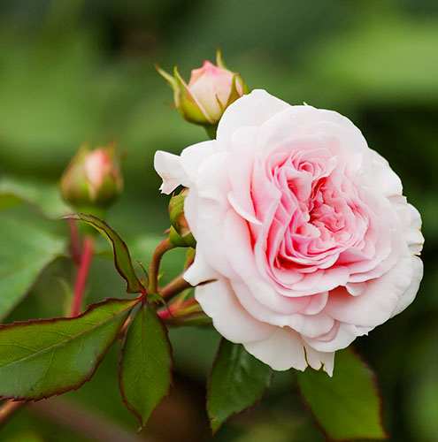 David Austin pink rose