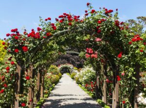Arch with red roses in the garden