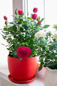 Roses growing in a pot
