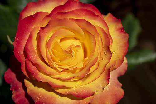 Tequila Sunrise rose is Hybrid Tea Rose