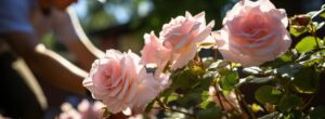 Summer Pruning Roses