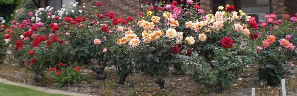 JGS Rose Care