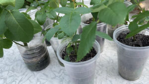 Transplanting and caring for your roses