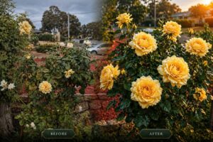Before and after rose feeding with a natural formula